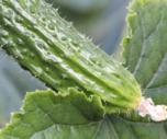 油菜种植时间和方法（花生催芽后种植方法）